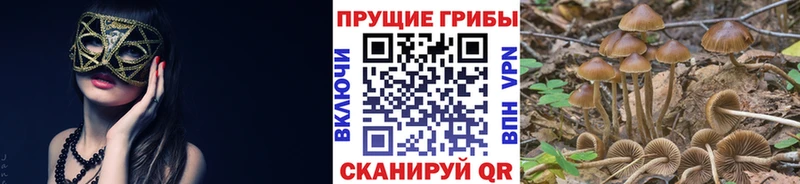 Галлюциногенные грибы GOLDEN TEACHER  как найти наркотики  Мценск 