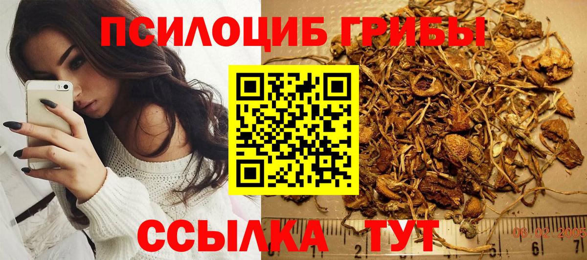 Псилоцибиновые грибы Psilocybe  Вход с VPN  Псилоцибиновые грибы Cubensis  Мценск 