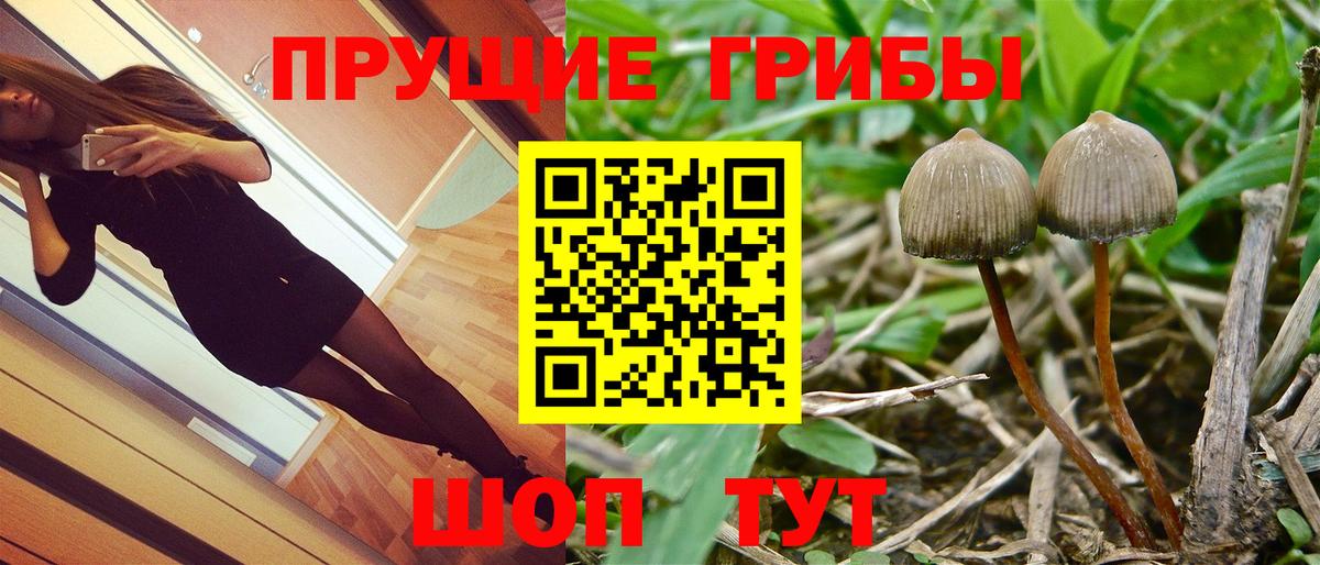 Псилоцибиновые грибы Psilocybe Мценск